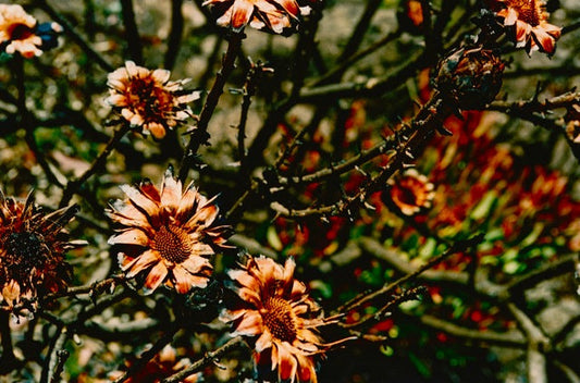 芽